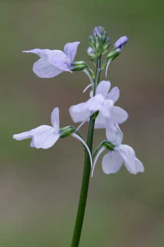 Nuttallanthus canadensis #4